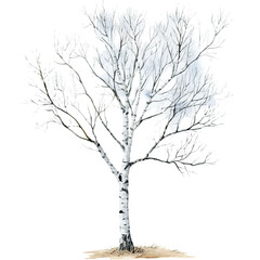 watercolor vector of A Silver Birch Tree, high quality, isolated on a white background.