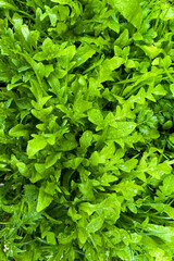 Bright microgreens. Street weeds. Weed.