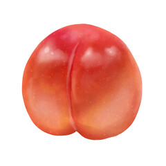 すもも(プラム)　大石早生