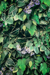 Fototapeta premium Beautiful nature background of vertical garden with tropical green leaf