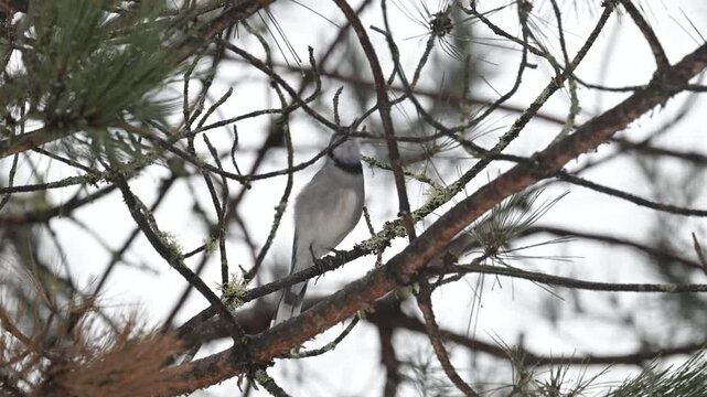 Blue Jay in Algonquin Provincial Park, Ontario, Canada