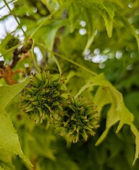 Vista de cerca de semillas de árbol Liquidambar styraciflua con fondo de follaje