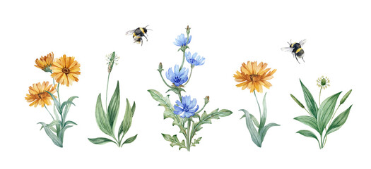 Medicinal herbs set of hand drawn watercolor illustrations isolated on white background. Flowers and leaves of calendula, chicory, plantain and bumblebee. Collection of elements for design © Anastasiia