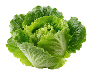 Fresh romaine lettuce harvest farm field food natural view organic concept