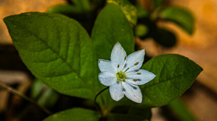 white flowers on a green background