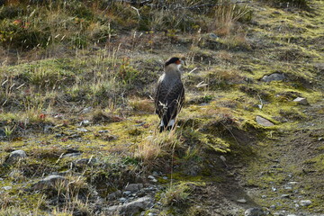 perito moreno - argentina