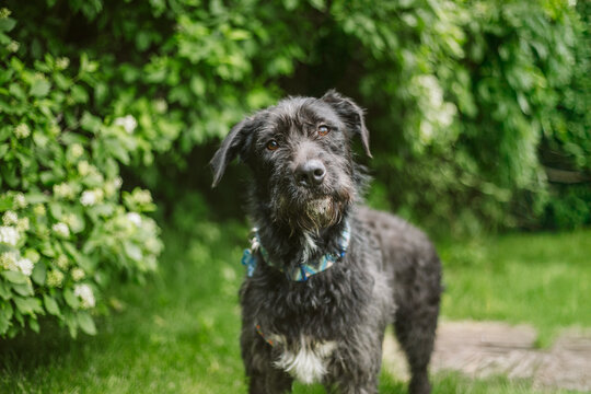 Black scruffy dog outside