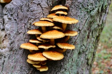 mushrooms on a tree