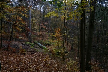 path in autumn forest