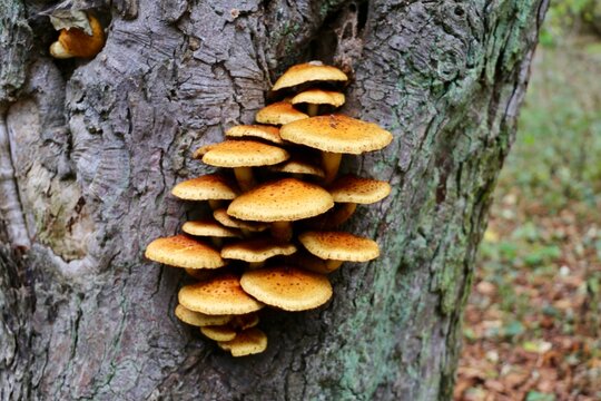 mushrooms on a tree