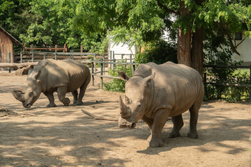 A beautiful couple of African rhino