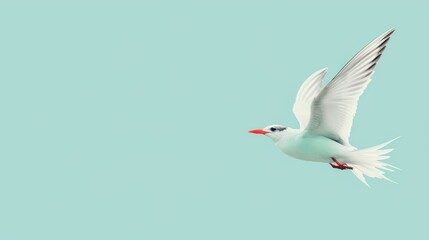 Obraz premium A single white bird with outstretched wings soaring against a pastel turquoise background.