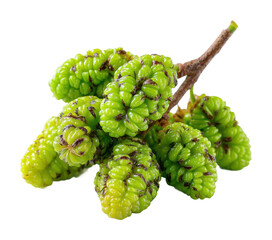 Fototapeta premium Harvesting green mulberries in nature a view of fresh fruit on branches