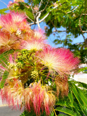 Silk tree or Albizia julibrissin pink flowers close-up on a blue sky background.Tropical plants concept.