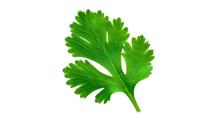 Vibrant Green Cilantro Leaf Isolated on transparent background