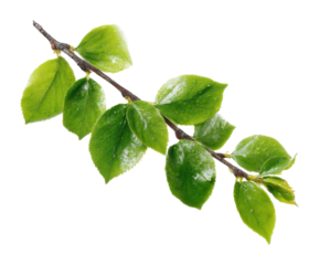 Fresh green leaves on branch natural botanical refreshing environment nature concept