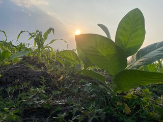 young tobacco tree