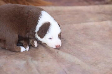 A brown and white puppy is laying on a brown surface