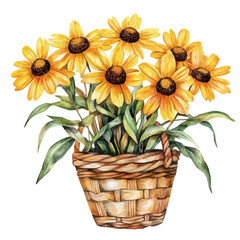 A Rudbeckia Flower Basket, watercolor vector, high quality, isolated on a white background.