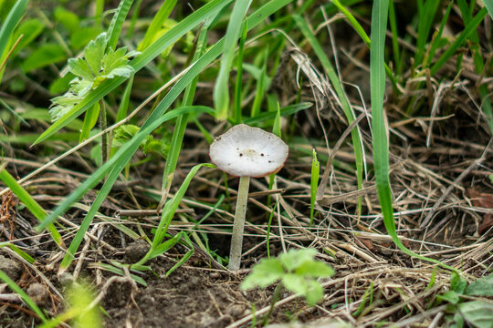mushroom in the grass