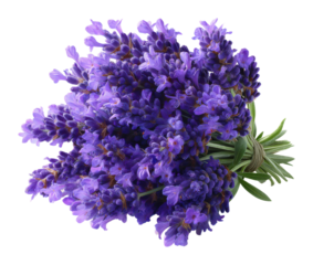 Lavender bouquet arrangement floral shop top-down view aromatherapy concept
