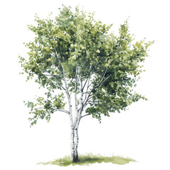 Fototapeta premium A River Birch Tree, watercolor vector, high quality, isolated on a white background.