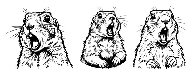 Obraz premium engraved groundhog animal expression set