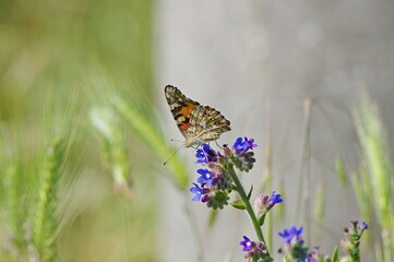 A butterfly landed on a spring flower. Vanessa cardui