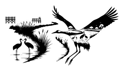 stork in marsh with landscape double exposure