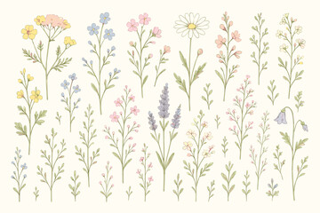 Wildflower collection, delicate botanical illustration. Set of hand drawn meadow flowers like daisy, lavender, forget-me-not. Vintage floral elements for spring and summer design.