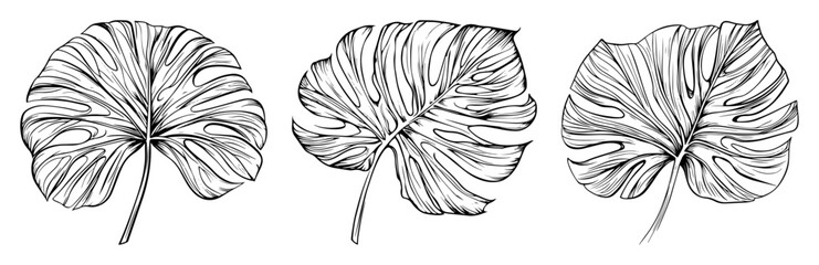 tropical monstera and philodendron leaves set