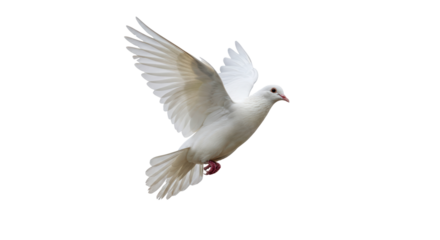 Isolated White Dove in Flight