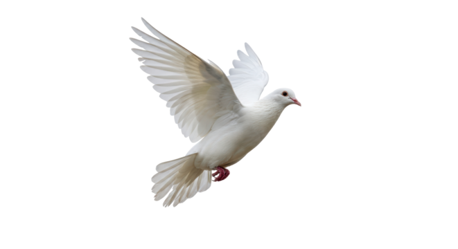 Isolated White Dove in Flight