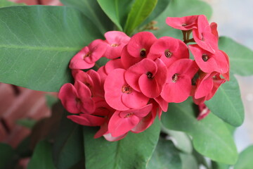  Euphorbia milii or Crown of Thorns 
