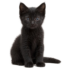 Fototapeta premium black kitten isolated on transparent background