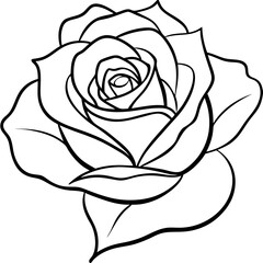Rose line art vector