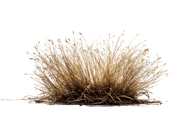 A Detailed View of Dried, Brown Bunchgrass Against a White Background  isolated on transparent background	