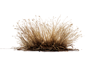 A Detailed View of Dried, Brown Bunchgrass Against a White Background  isolated on transparent background	
