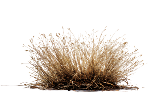 A Detailed View of Dried, Brown Bunchgrass Against a White Background  isolated on transparent background	