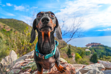 A curious dachshund explores a breathtaking mountain landscape. the vibrant scene combines nature and adventure, the dog's inquisitive nature and the beauty of the outdoors.