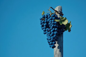 A vine of dark blue grapes against the sky, shot from below. The background is clear and deep blue