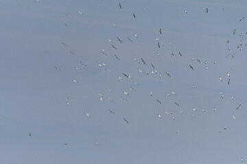 Fou de bassan, reserve naturelle des septs iles, perros guirec