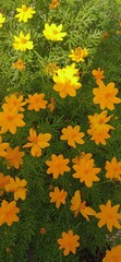Vibrant Orange Cosmos Flowers in Full Bloom