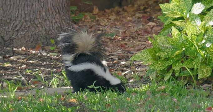 Wild Skunk Foraging Under a Tree in a Backyard 