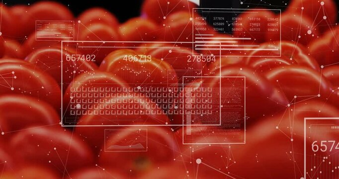 Data overlay initiating over red tomatoes, animating sliding panels updating numbers for analysis