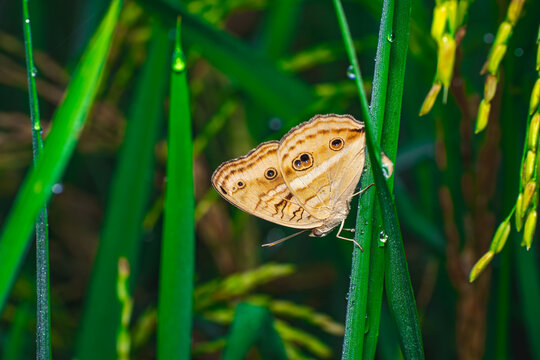 Junonia almana butterfly on dew-covered grass blade, macro close-up, natural habitat with soft bokeh background