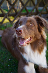 Australien Shepherd dog 