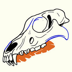 Detailed Line Drawing of a Canine Skull