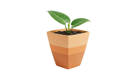 Isolated Potted Plant