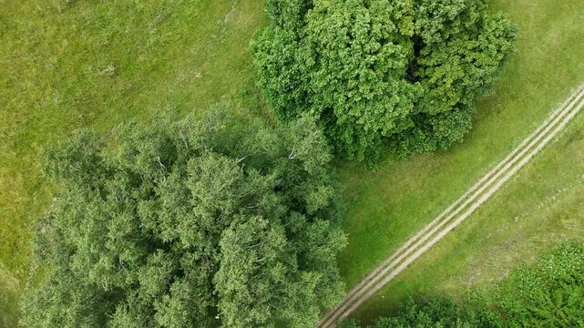 Aerial View of Lloyd Park Trees